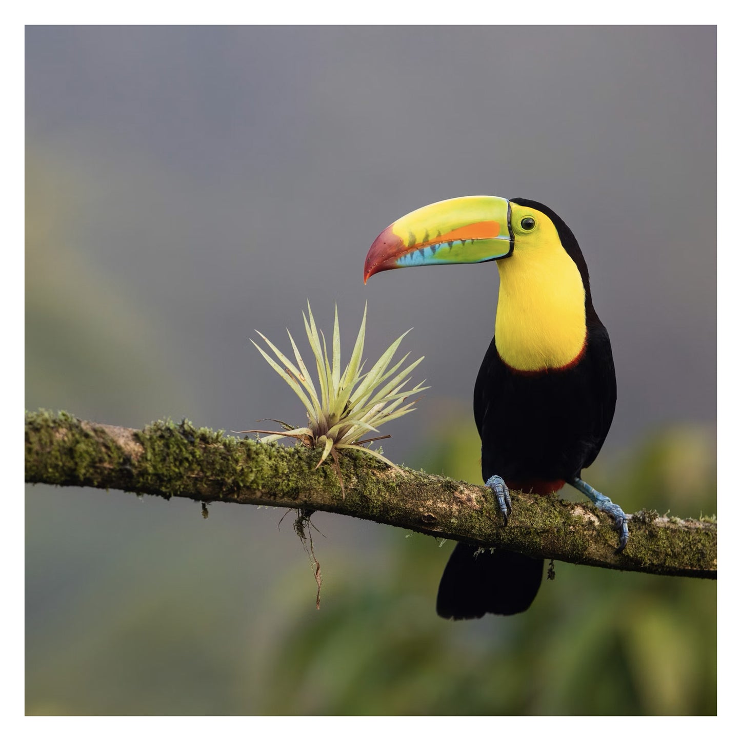 Costa Rica - Original peint à la main sur céramique