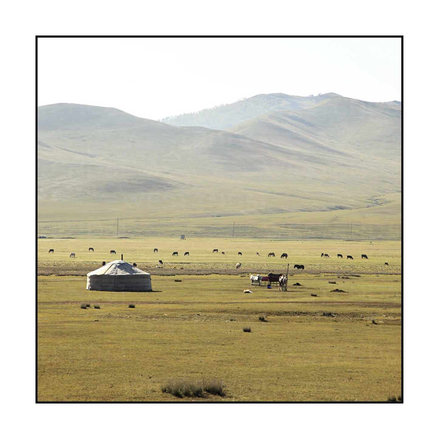 T-SHIRT MONGOLIE / INSIDE