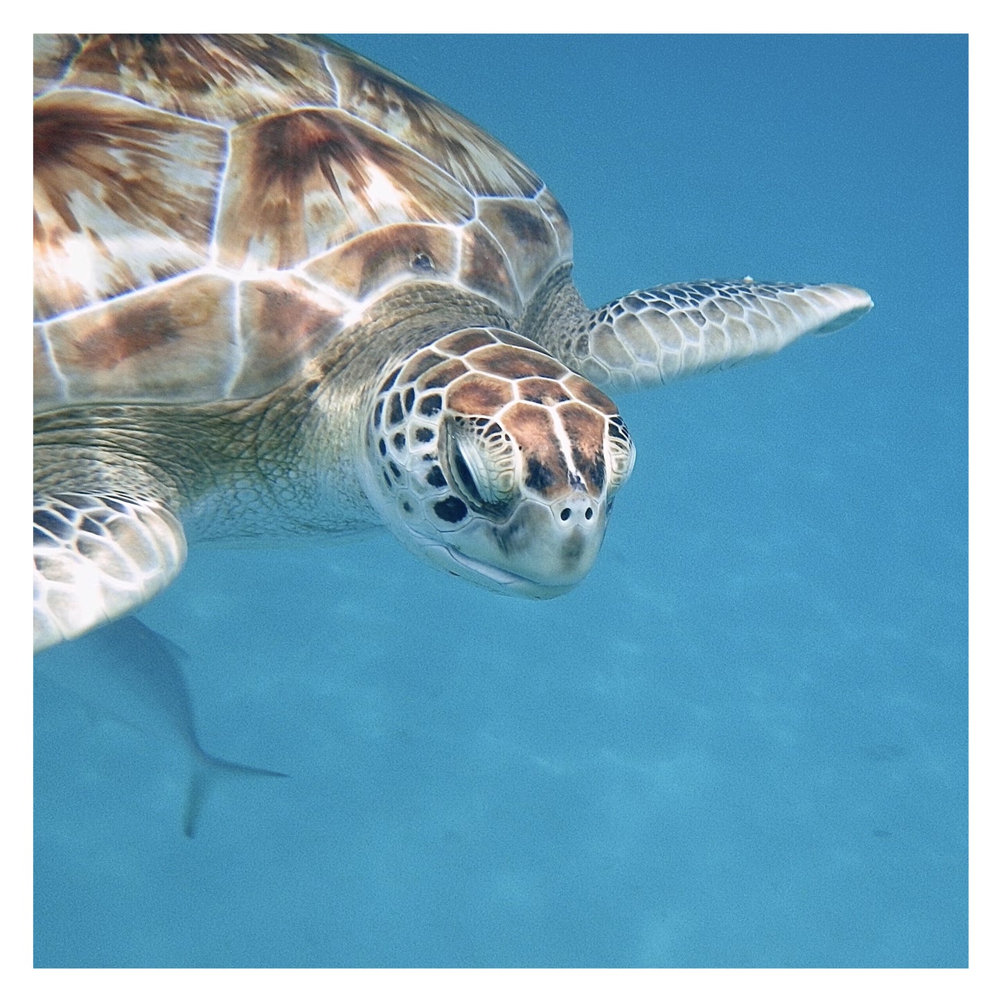 Barbade - Original peint à la main sur céramique