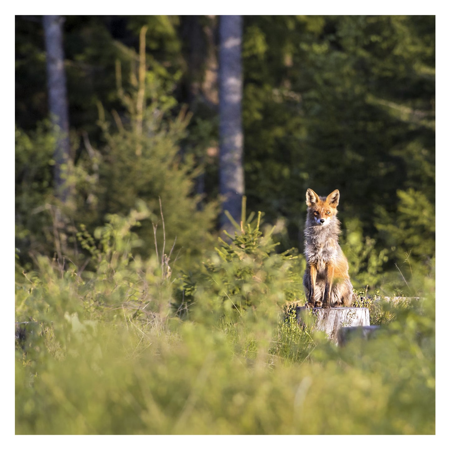 Estonie - Original peint à la main sur céramique
