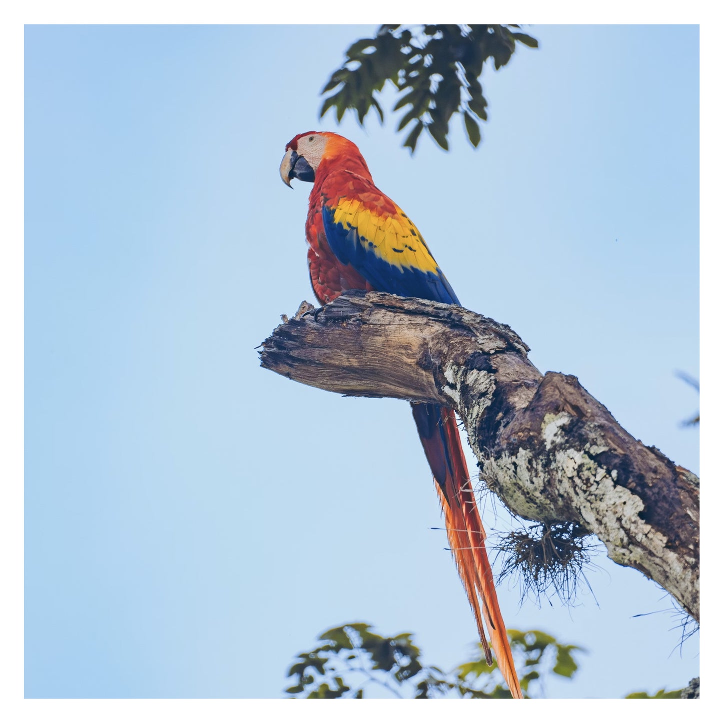 Honduras - Original peint à la main sur céramique