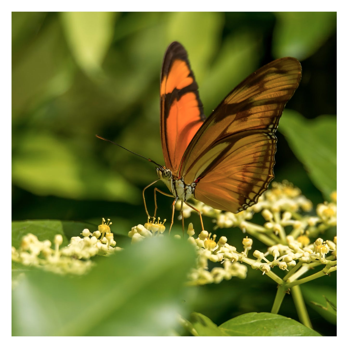 Suriname - Original peint à la main sur céramique